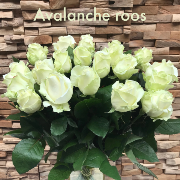 mooie lange witte avalanche rozen