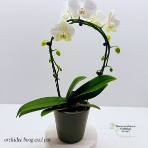 orchidee boog