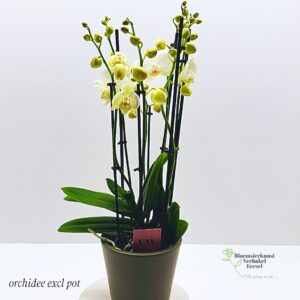 orchidee