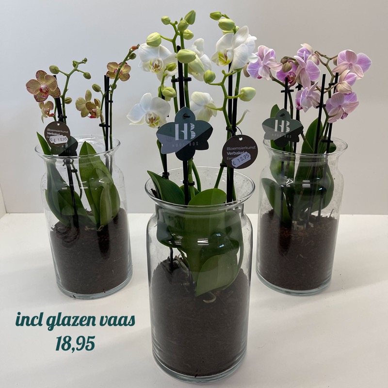 orchidee in hoge glazen vaas – verbakel Eersel een klasse bloemist die met veel plezier, creativiteit en flair de boeketten bindt