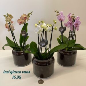 orchidee in glazen vaas , vele kleuren mogelijk