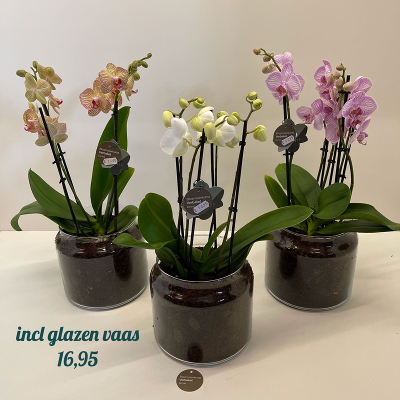 Kamer uitspraak been orchidee in glazen pot – bloemsierkunst verbakel Eersel is een klasse  bloemist die met veel plezier, creativiteit en flair de mooiste boeketten  bindt