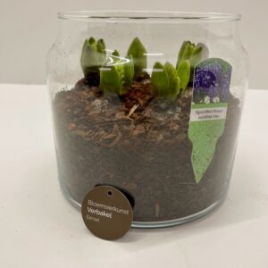 hyacinten in glazen pot , ook mogelijk met narcissen , blauwe druifjes