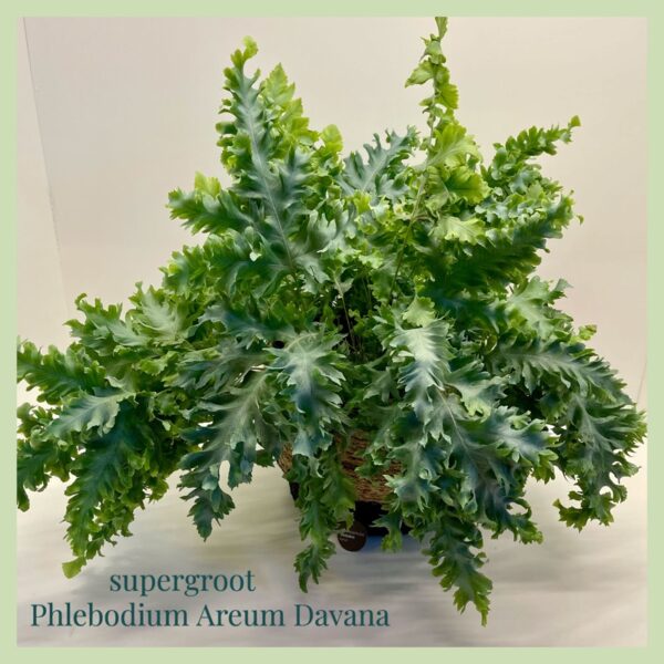 Phlebodium Areum Davana) 40 cm , een sierraad in huis , makkelijke plant , niet in de felle zon en beetje vochtig houden