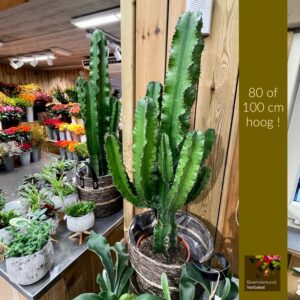 Cactus Euphorbia Ingens vertakt 80 of 100 cm groot