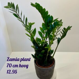 Mooie Zamia plant met 7 stelen en 70 cm hoog