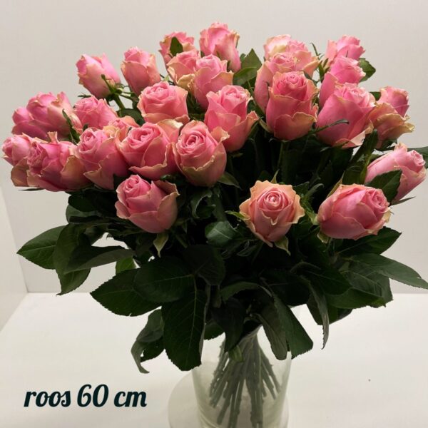 roos 60 cm