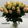 roos 60 cm