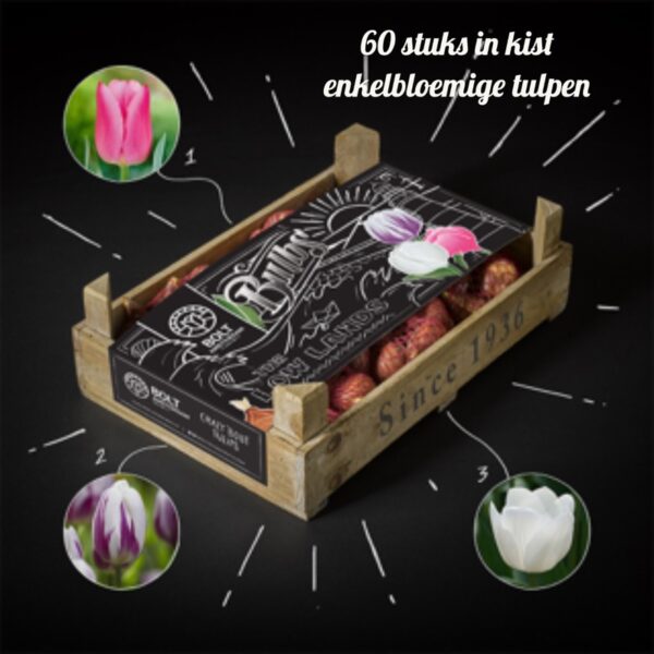 Tulpenbollen in kist , een mooi fleurig kado , 60 stuks enkelbloemige tulpen gemengd in een kist , kado waar je van kunt genieten !  schrijft u er een mooi kaartje bij 