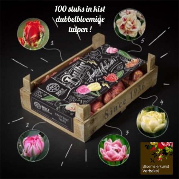 Tulpenbollen in kist , een mooi fleurig kado , 100 stuks enkelbloemige tulpen gemengd in een kist , kado waar je van kunt genieten !  schrijft u er een mooi kaartje bij 