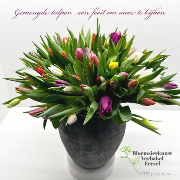 Supergrote bos gemengde tulpen 70 stuks !