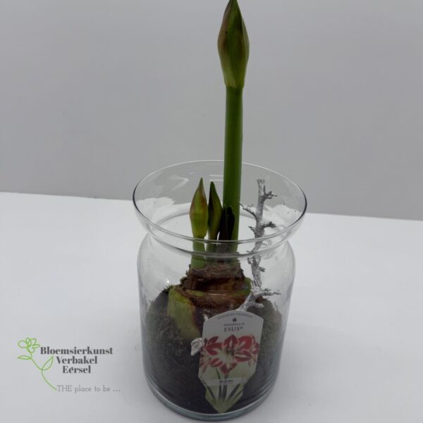 Amaryllis in vaas en kerstdecoratie