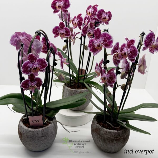 orchideeen in overpot paars