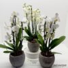 orchideeen in overpot wit