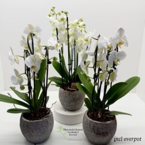 orchideeen in overpot wit