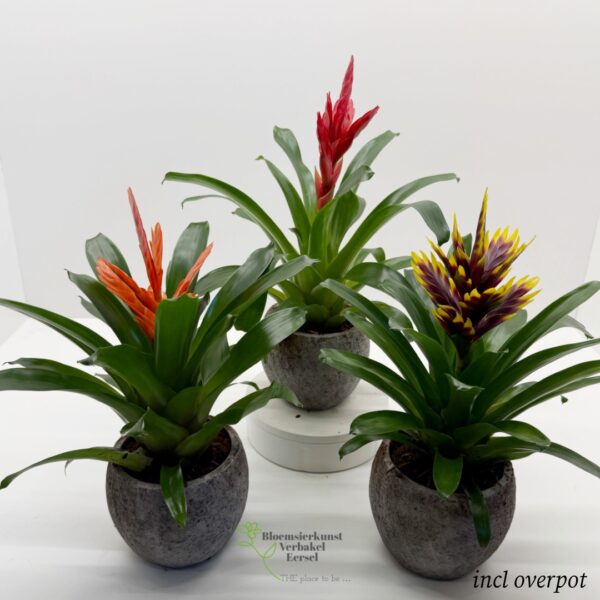 Bromelia in overpot