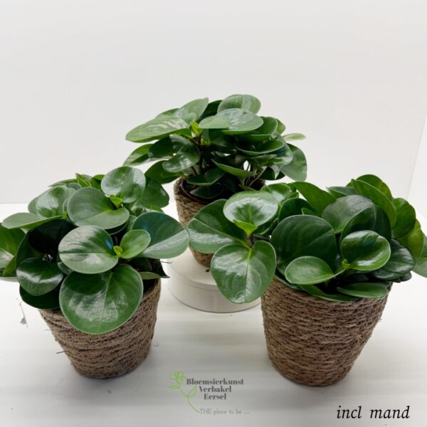 Peperomia groot incl mand