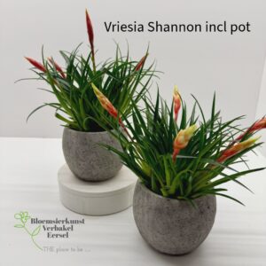 Vriesia Shannon incl overpot