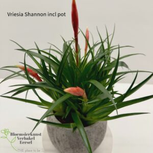 Vriesia Shannon incl overpot