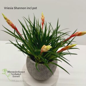Vriesia Shannon incl overpot